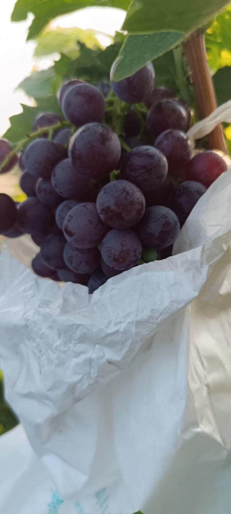 套代无籽玫瑰香葡萄大量上市