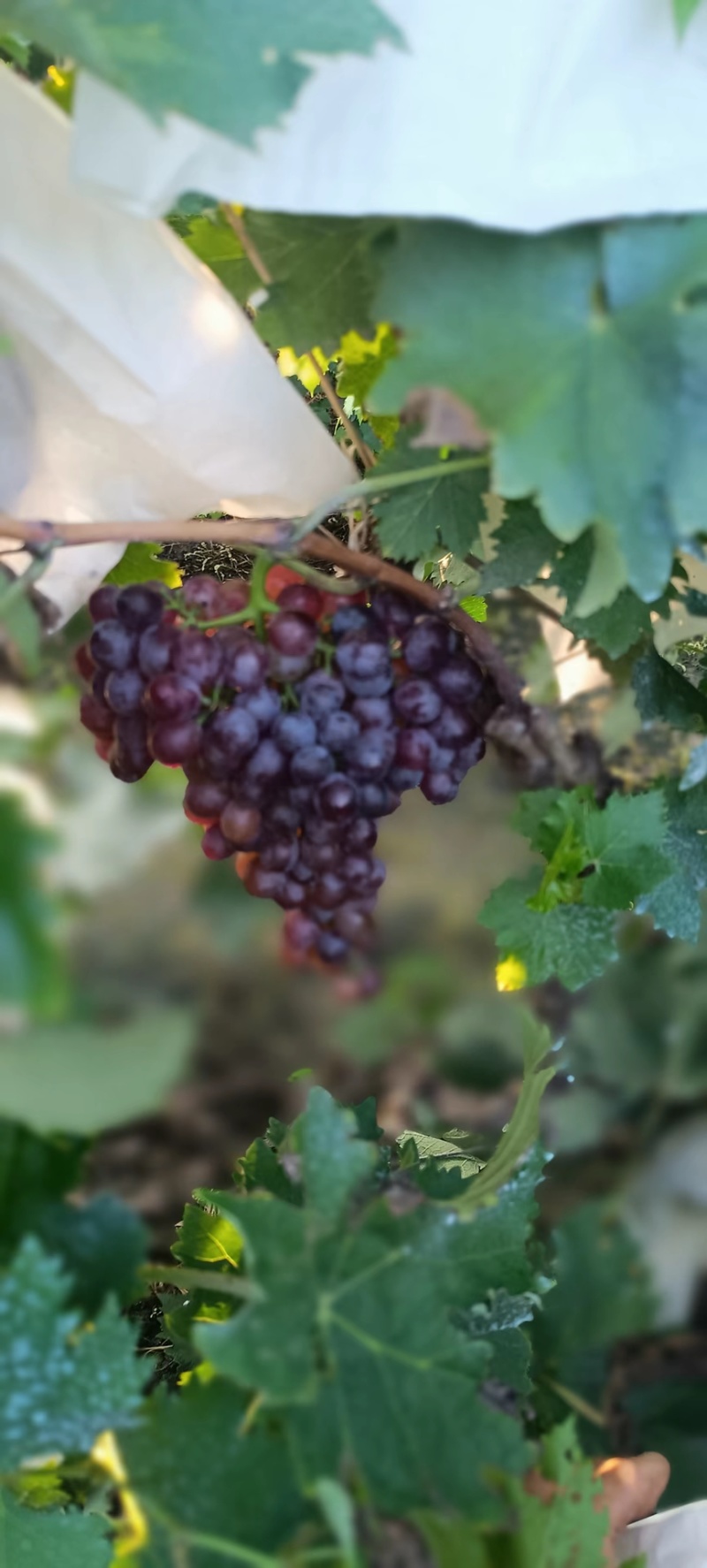 套代无籽玫瑰香葡萄大量上市