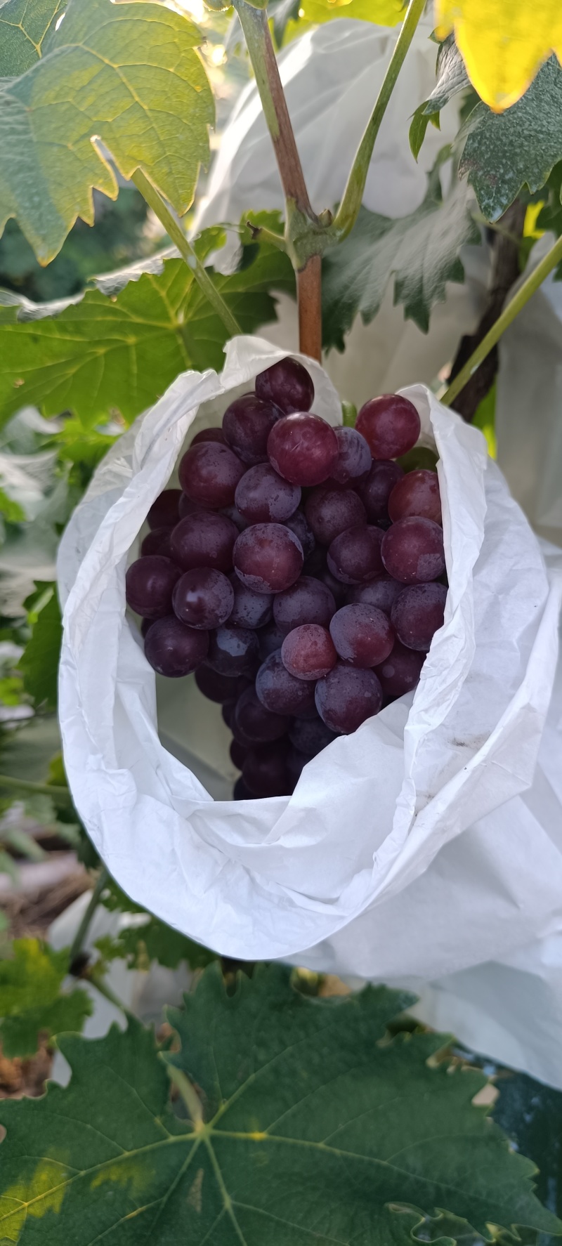 套代无籽玫瑰香葡萄大量上市