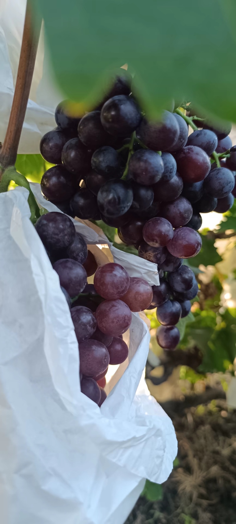 套代无籽玫瑰香葡萄大量上市