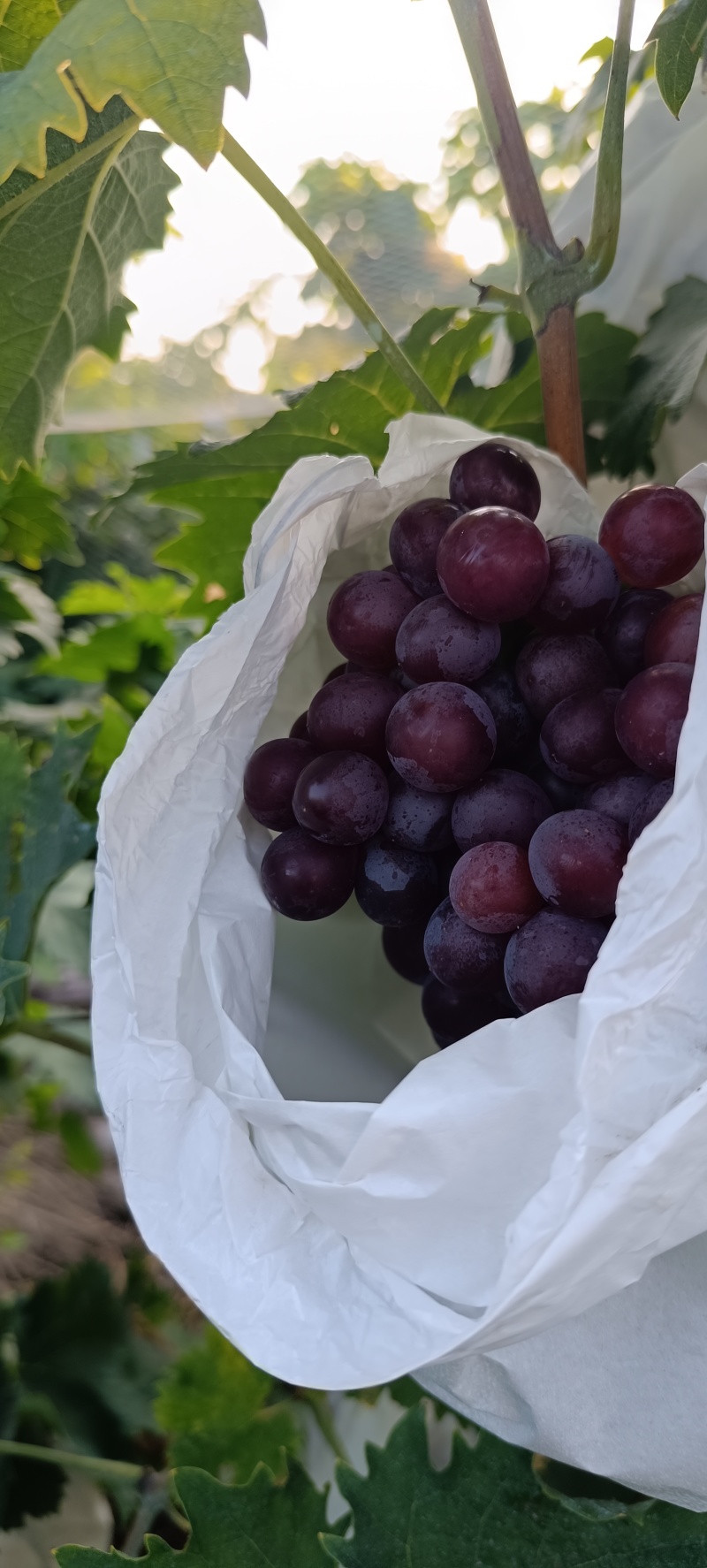 套代无籽玫瑰香葡萄大量上市