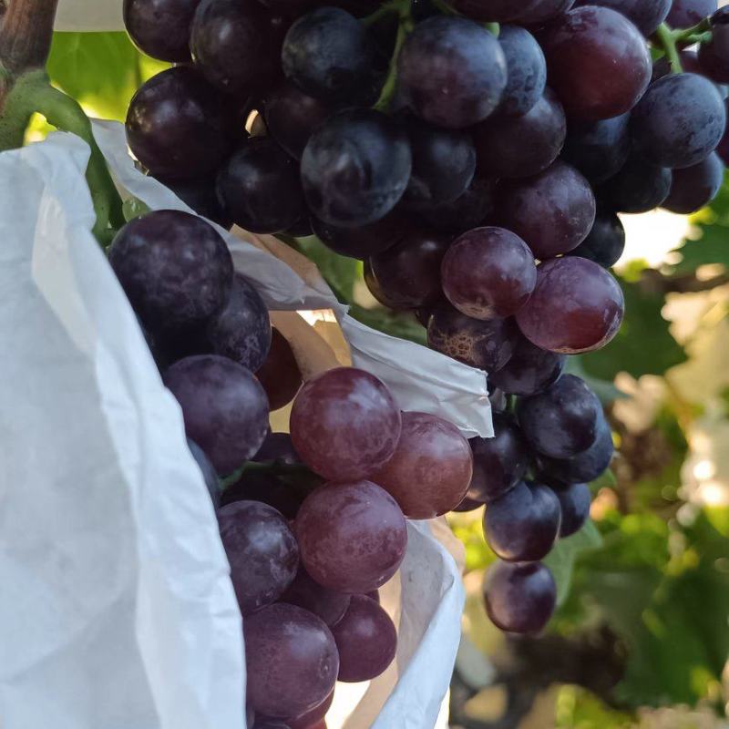 套代无籽玫瑰香葡萄大量上市