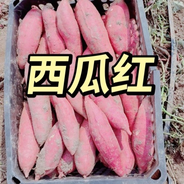 板栗薯、西瓜红龙九大量上市全国代发并有专业刨装团队