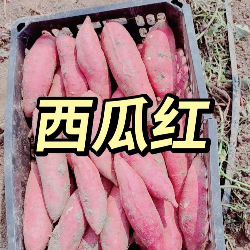 西瓜红龙九蜜薯沙地皮亮型好并有专业团队为你护行