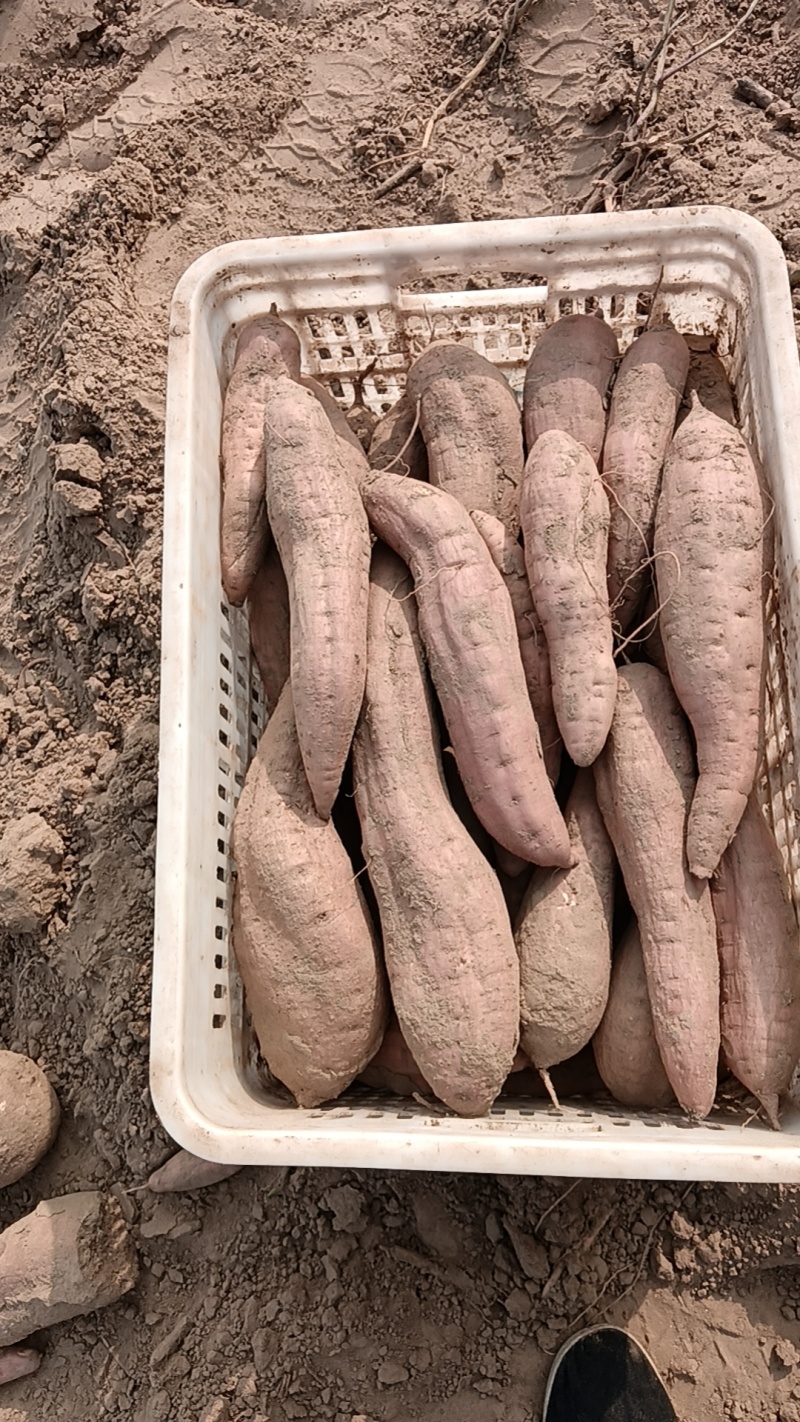 西瓜红龙九蜜薯沙地皮亮型好并有专业团队为你护行
