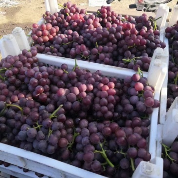 精品巨峰大量上市，颜色好，口感很甜，需要的来威县保旺农资
