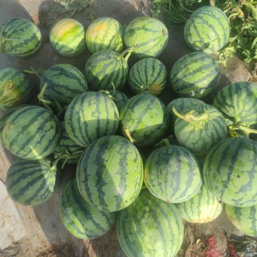 无籽麒麟高次