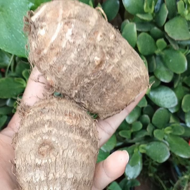 云南种植山东绿杆奶芋.基地直发一手货源.**吃品种