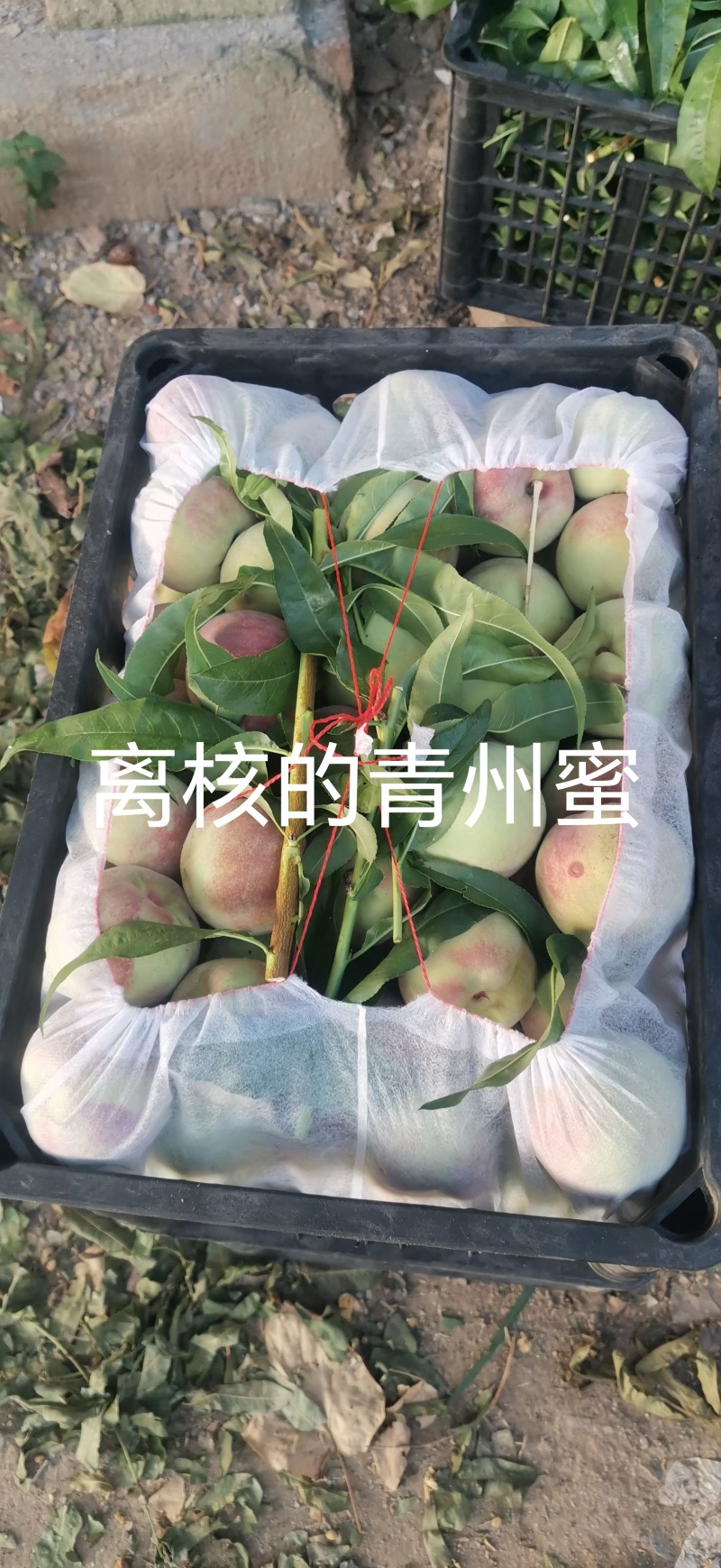 青州离核蜜桃全红蜜桃二老板蜜桃专业代办代发全国发货