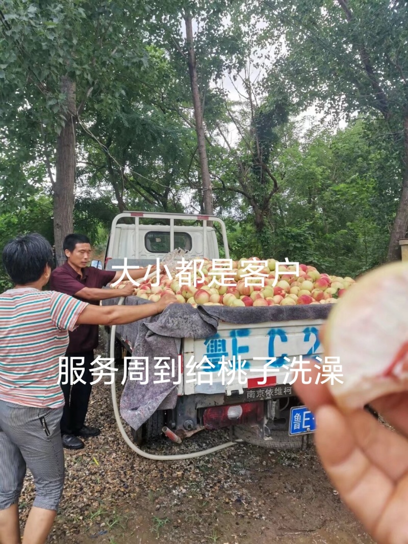 青州离核蜜桃全红蜜桃二老板蜜桃专业代办代发全国发货
