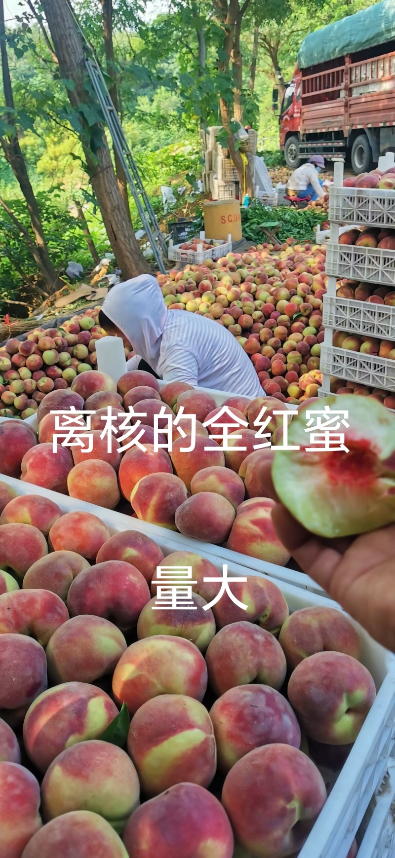青州离核蜜桃全红蜜桃二老板蜜桃专业代办代发全国发货