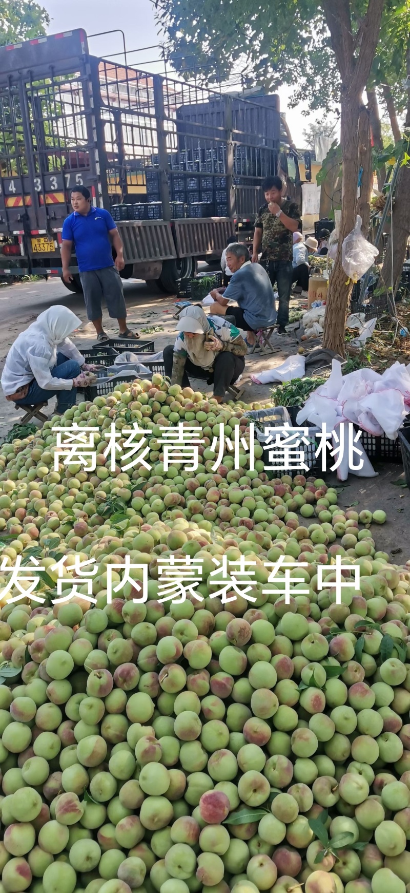 青州离核蜜桃全红蜜桃二老板蜜桃专业代办代发全国发货