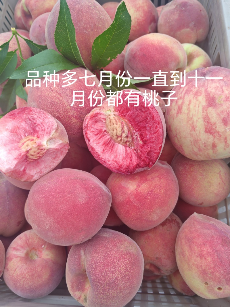 青州离核蜜桃全红蜜桃二老板蜜桃专业代办代发全国发货