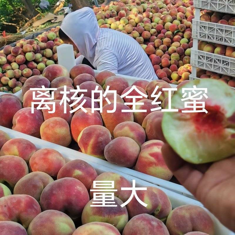 青州离核蜜桃全红蜜桃二老板蜜桃专业代办代发全国发货