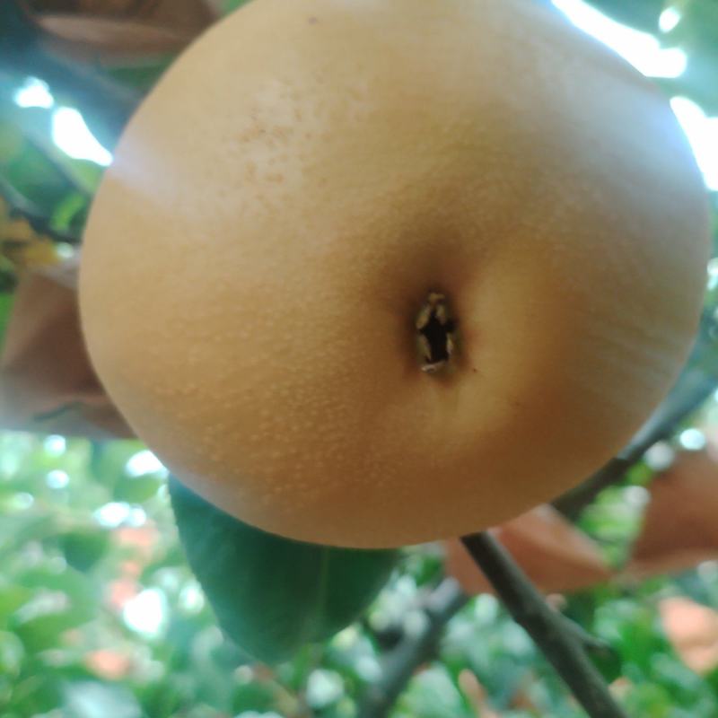 沽河之头正宗$秋月梨$