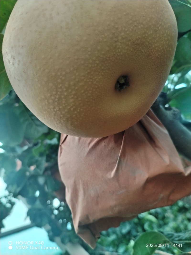 沽河之头正宗$秋月梨$