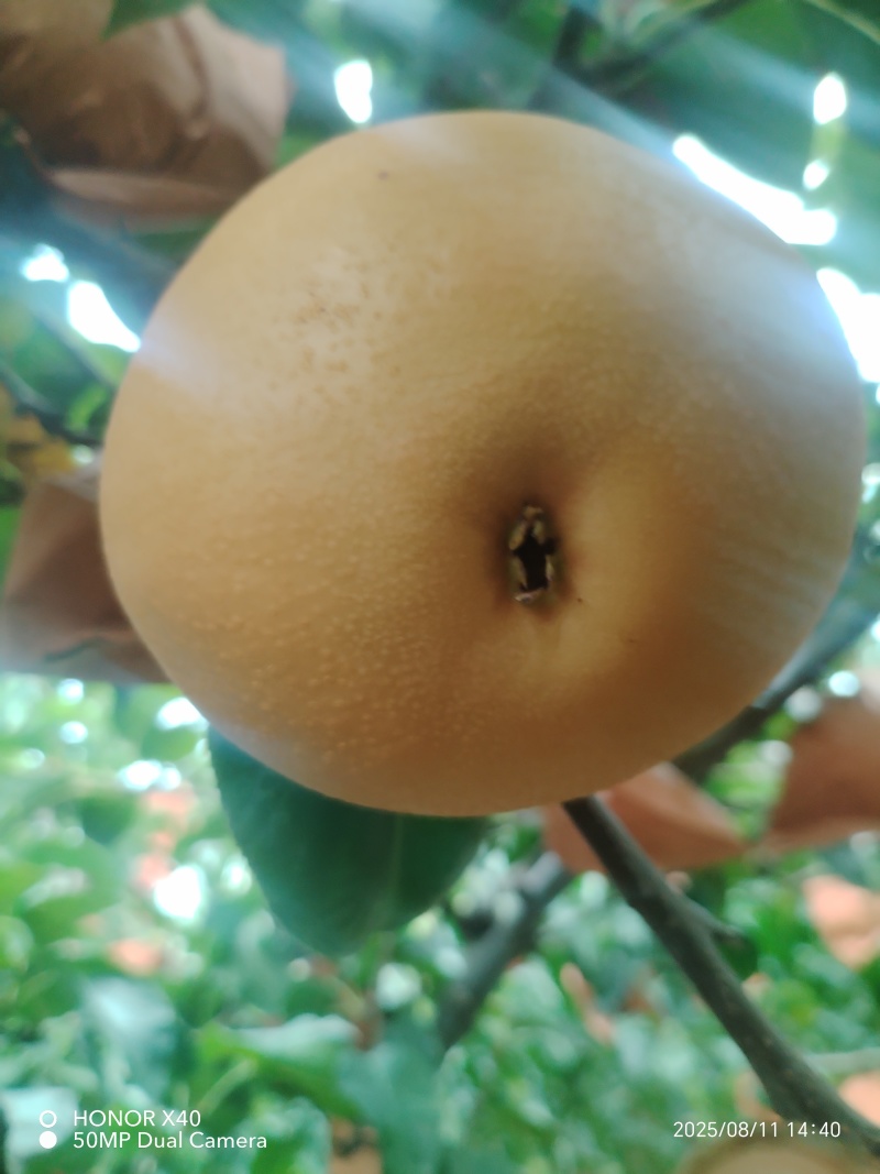 沽河之头正宗$秋月梨$