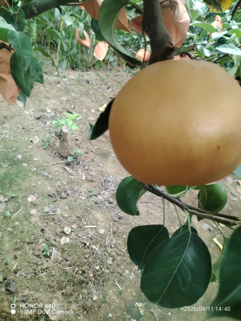 沽河之头正宗$秋月梨$