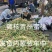 代办代发离核二老板蜜桃青州蜜桃清香蜜适宜电商零售批发