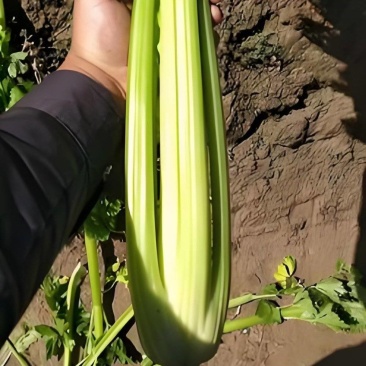 精品芹菜