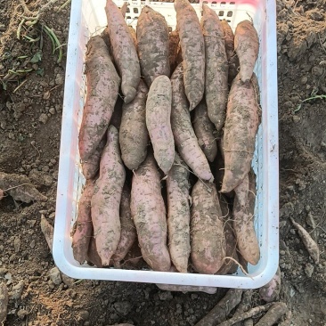 哈密红薯咱们这里各种品种都有，还是那句话，只要你们量大我