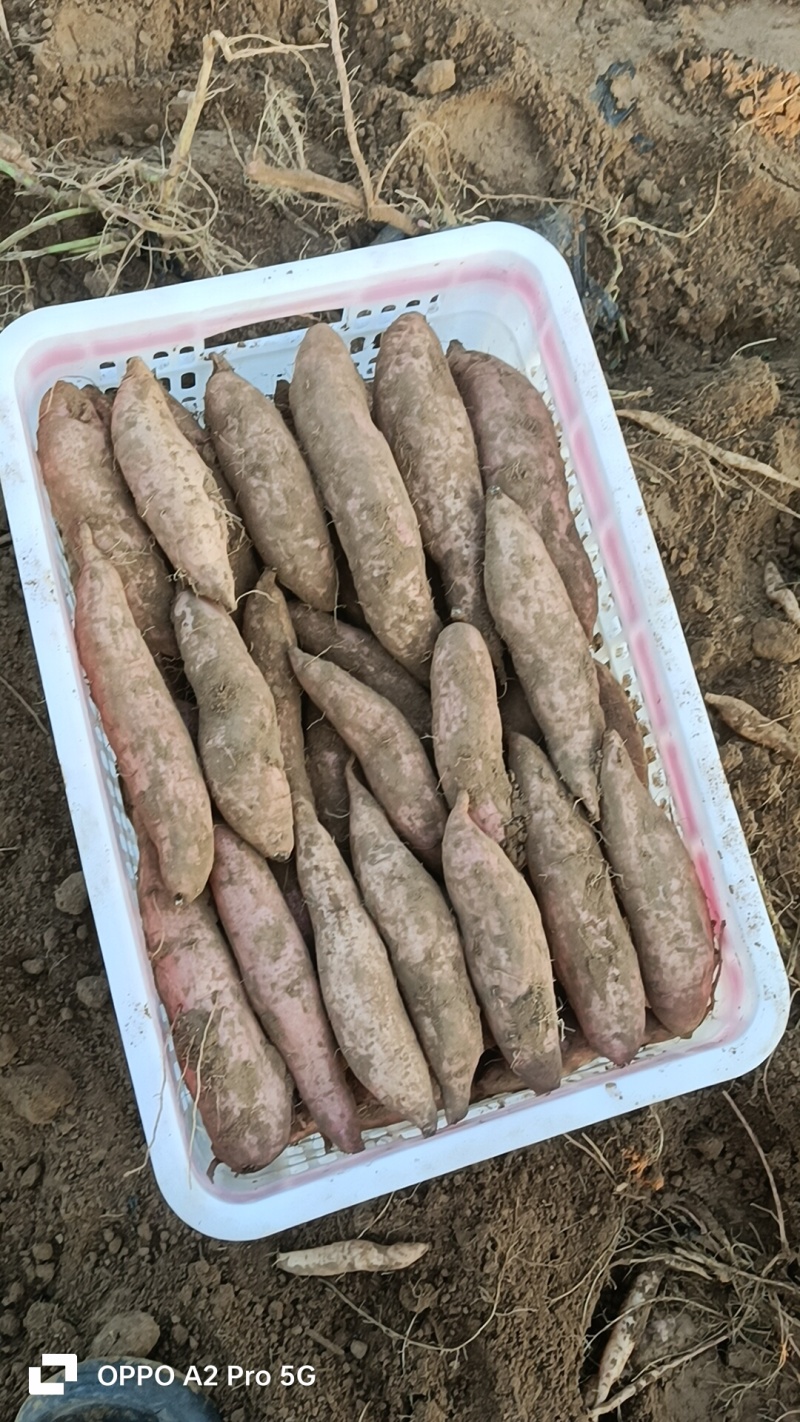 哈密红薯咱们这里各种品种都有，还是那句话，只要你们量大我