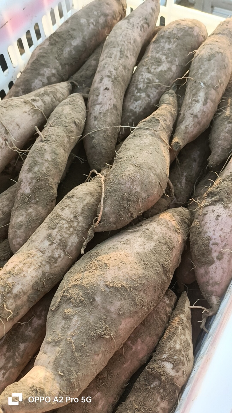 哈密红薯咱们这里各种品种都有，还是那句话，只要你们量大我