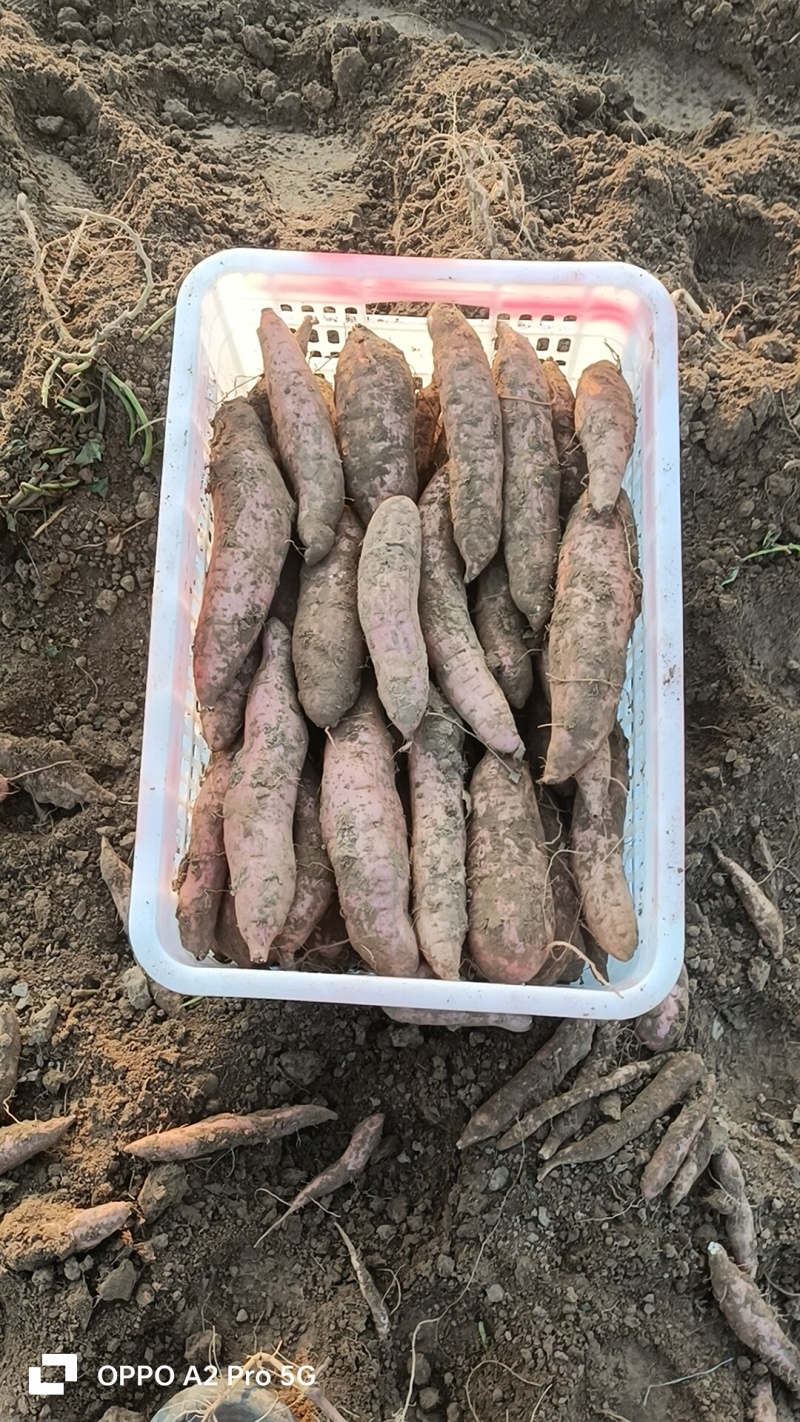 哈密红薯咱们这里各种品种都有，还是那句话，只要你们量大我