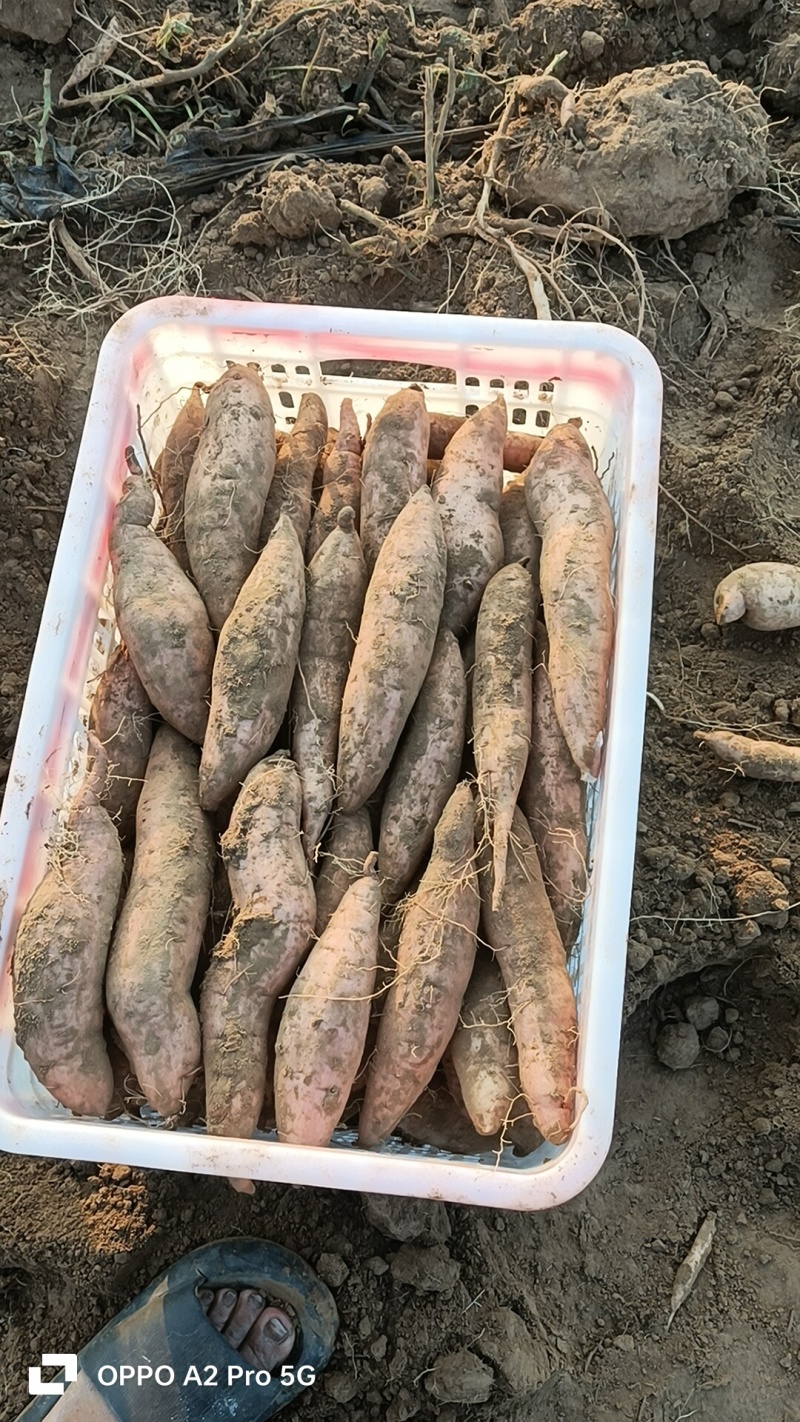 哈密红薯咱们这里各种品种都有，还是那句话，只要你们量大我
