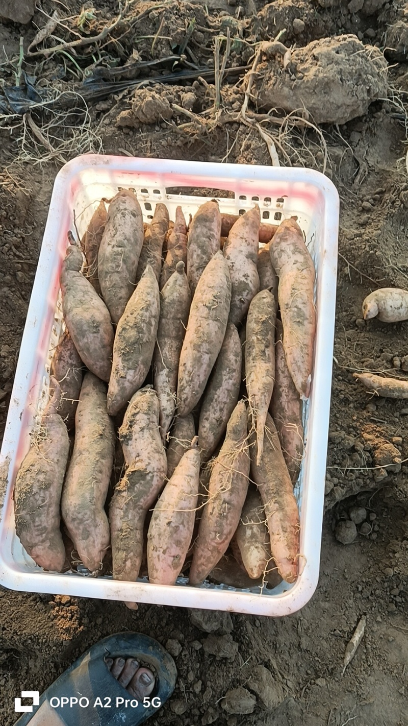 哈密红薯咱们这里各种品种都有，还是那句话，只要你们量大我