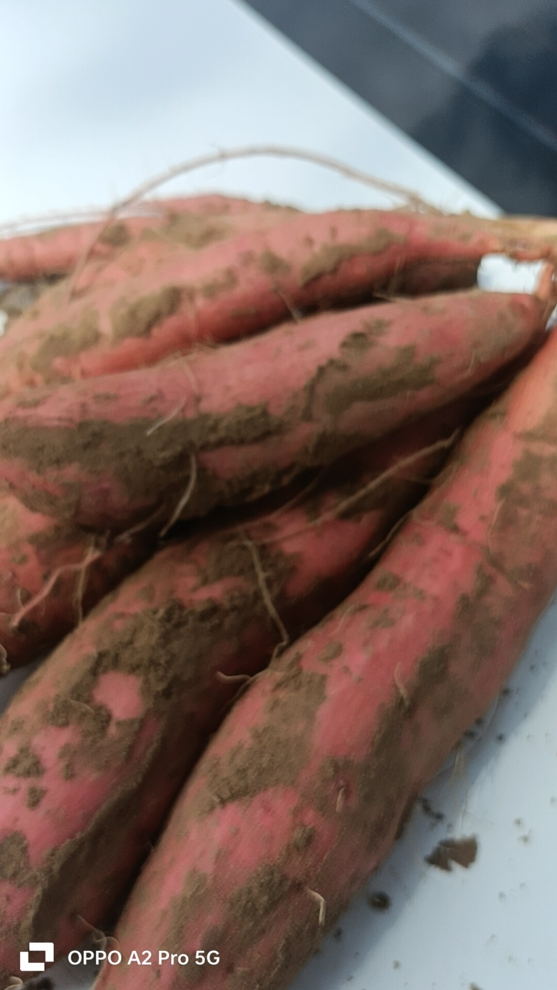 西瓜红，烟薯哈密板栗有各种品种，我们这里都是沙土地红薯