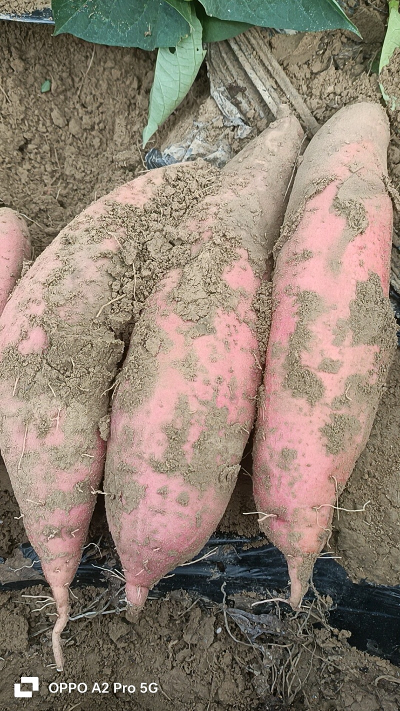 西瓜红，烟薯哈密板栗有各种品种，我们这里都是沙土地红薯