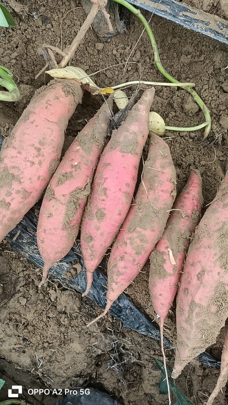 西瓜红，烟薯哈密板栗有各种品种，我们这里都是沙土地红薯