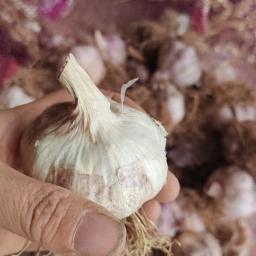 蒜种，蒜黄料，东北独头蒜栽子