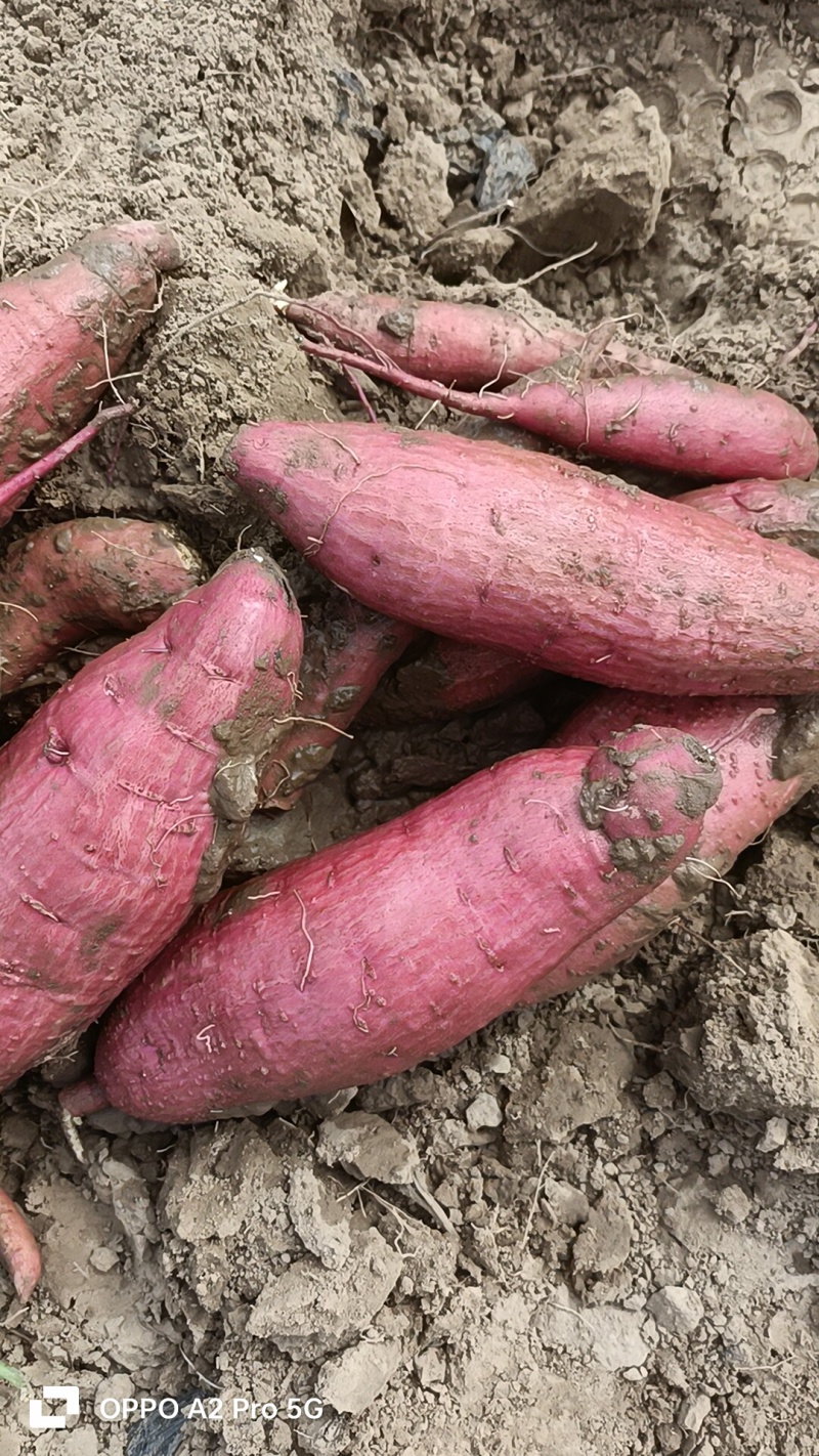 板栗红薯