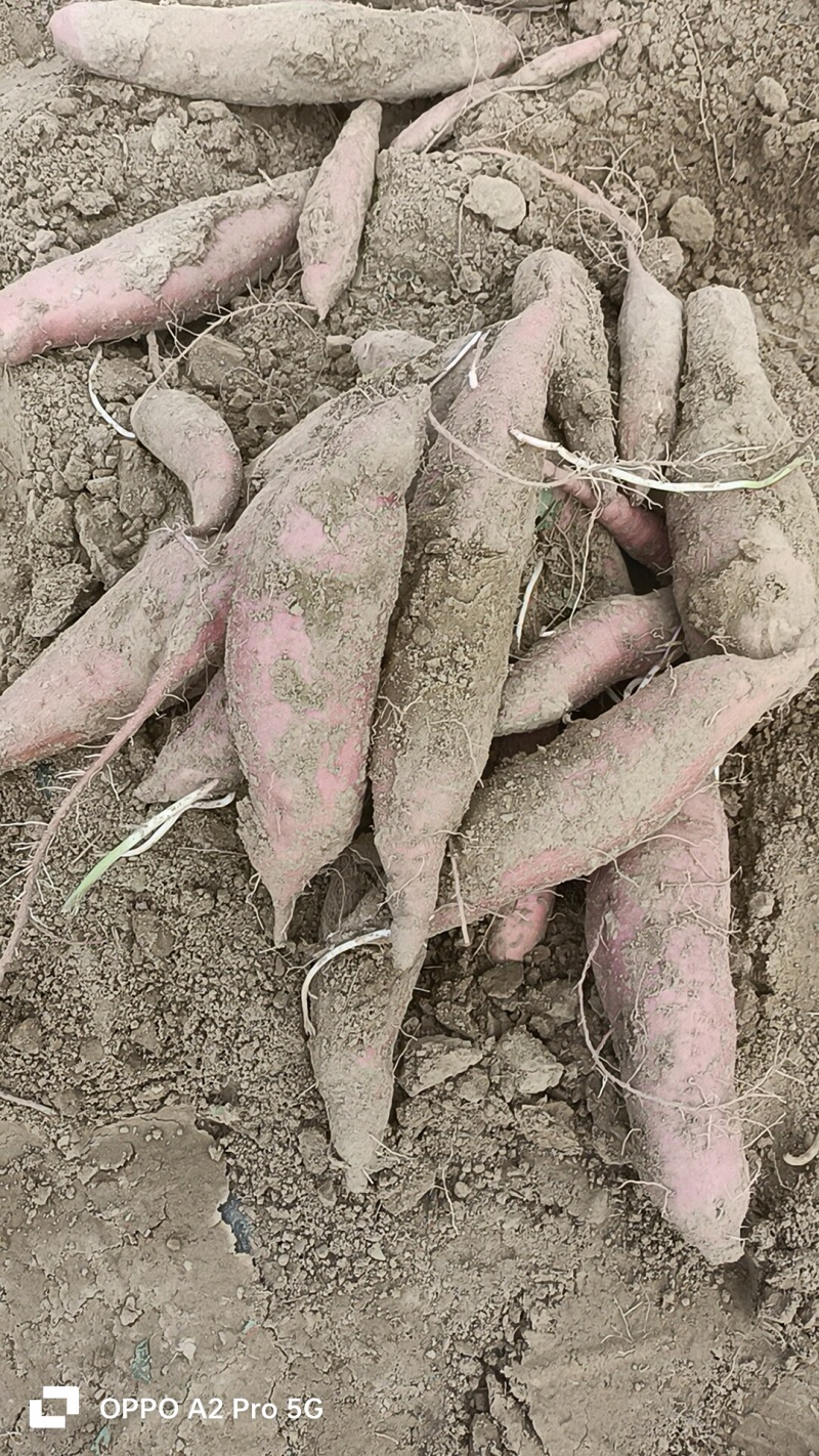 板栗红薯