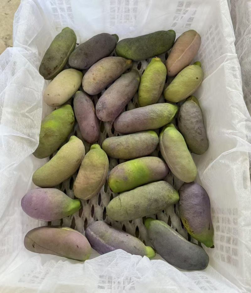 八月瓜