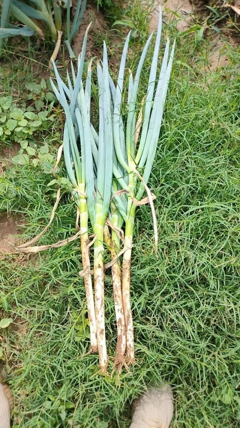 精品大葱，长白，钢葱各类大葱长期有