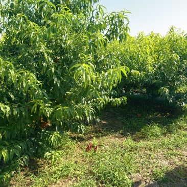 苹果，国家有机认证，所有指标全部**