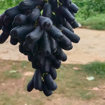 蓝宝石葡萄，阳光