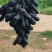 蓝宝石葡萄，阳光