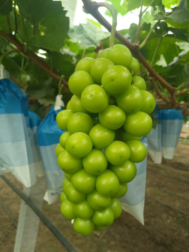 蓝宝石葡萄，阳光