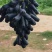 蓝宝石葡萄，阳光
