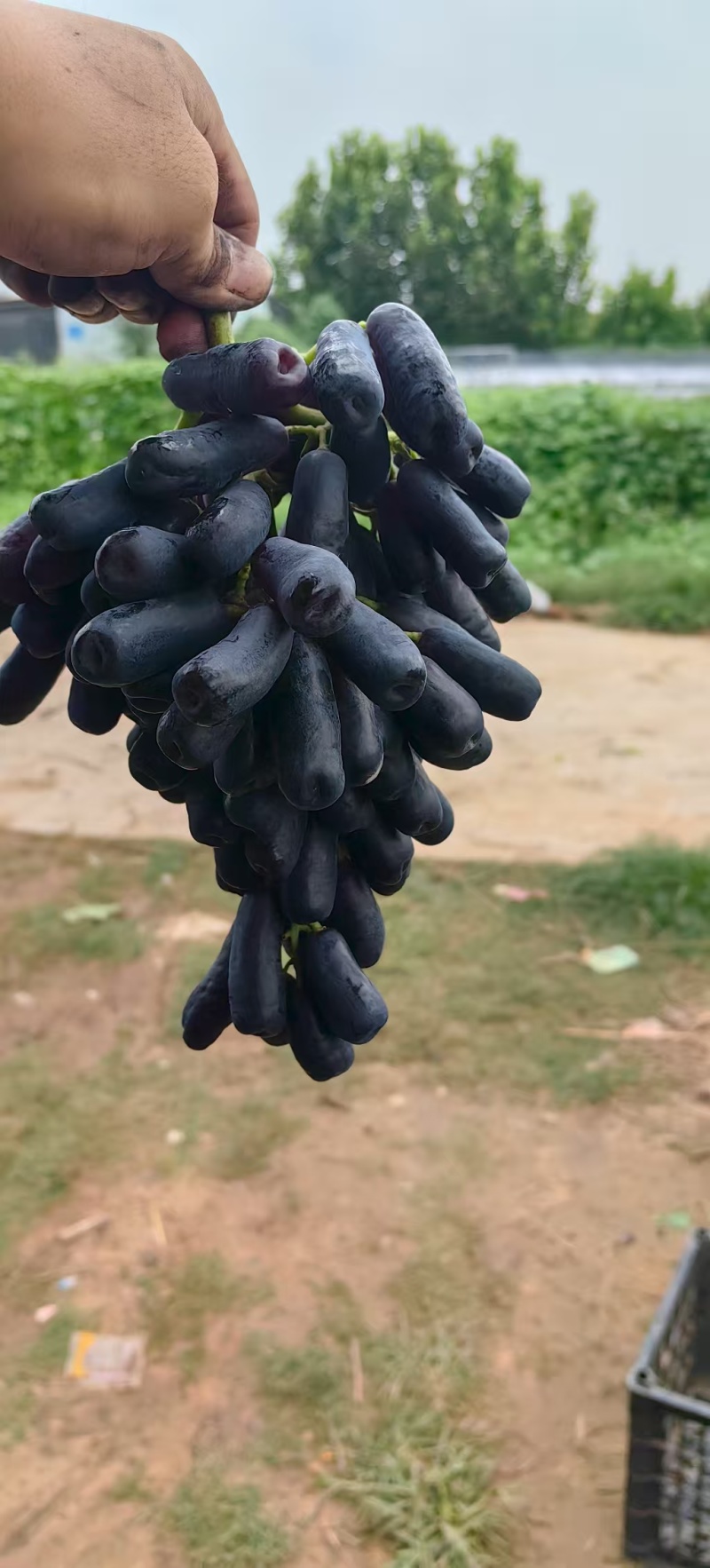 蓝宝石葡萄，阳光