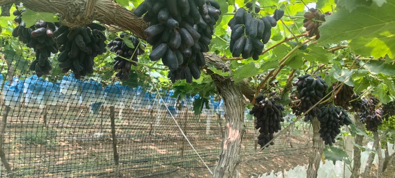蓝宝石葡萄，阳光
