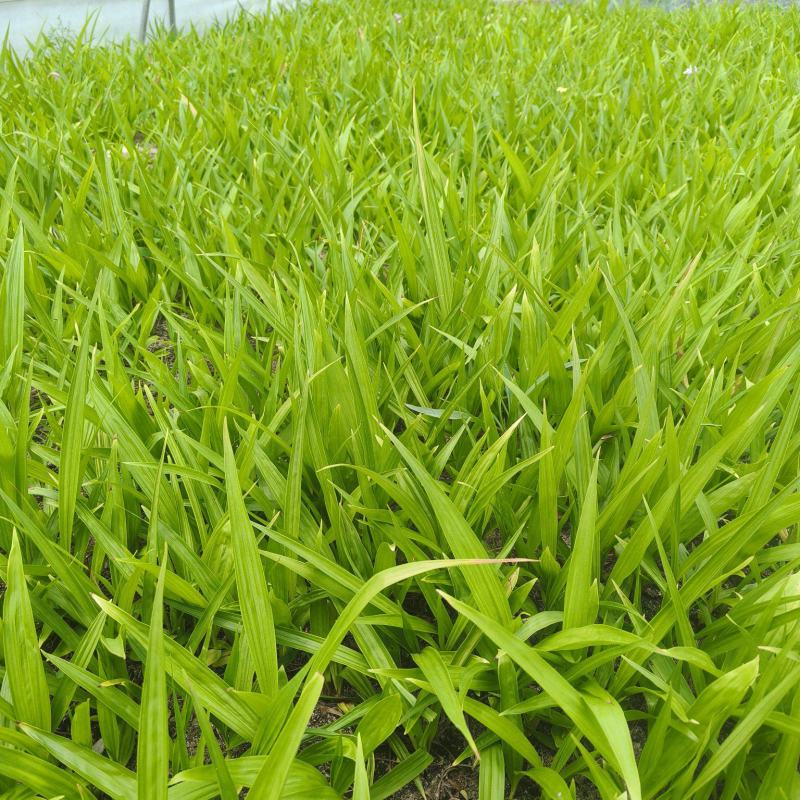 紫花中宽叶三叉大白芨种苗，白芨苗，紫花白芨苗