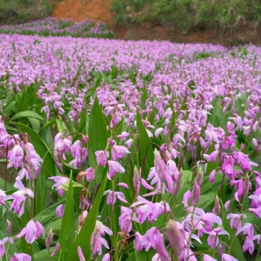 紫花宽叶三叉大白芨苗，白芨训话大苗，四川白芨苗