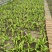 紫花宽叶三叉大白芨苗，白芨训话大苗，四川白芨苗