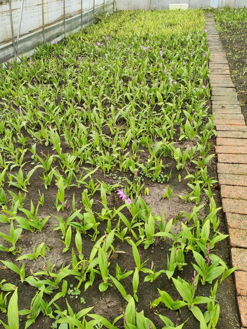 紫花宽叶三叉大白芨苗，白芨训话大苗，四川白芨苗