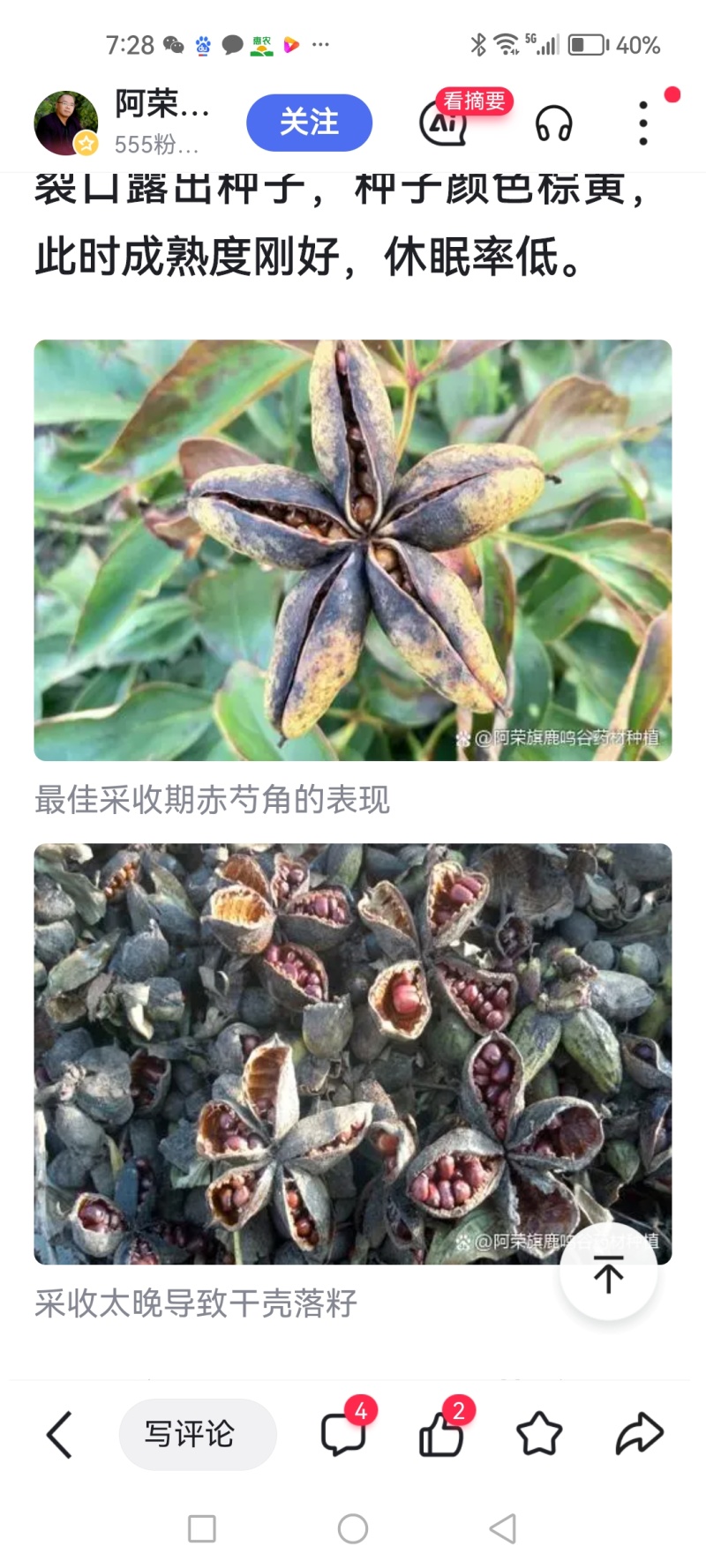 25年新产芍药籽有自己育的种苗基地不满意包退货